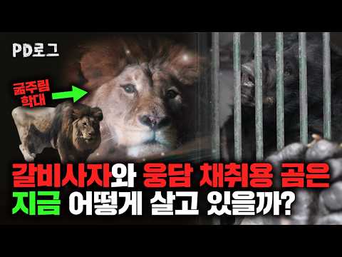 갈비사자와 웅담 채취용 곰은 <strong>지금</strong> 어떻게 살고 있을까? | <strong>PD</strong> 로그 | 43화 이상한 동물원