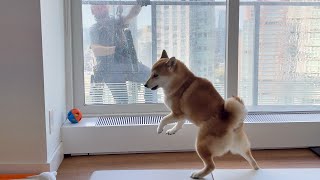 Doge Reaction to Strange Person On Window