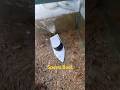 RC Speed Boat mini #shorts
