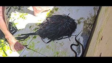 chuyển hầm rắn ri cá lứa về nơi ở mới đt 0355783381