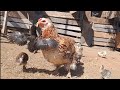 Pollos de 3 semanas