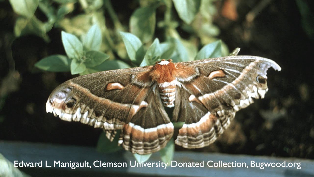 How to Get Rid of Moths - DIY Pest Control - YouTube