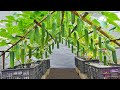 You will have a dream cucumber garden if you follow this method. The fruit is abundant, crunchy
