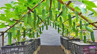 You will have a dream cucumber garden if you follow this method. The fruit is abundant, crunchy