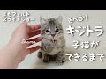 リアルなキジトラ子猫が完成するまで【羊毛フェルト制作スライドショー】【Wool felting slide show】【Needle felting cat】