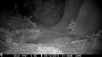 Wet badger shakes off moisture, next to camera...