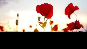 سورة القلم كاملة بصوت القارئ سالم الرويلي .. 68 ..
