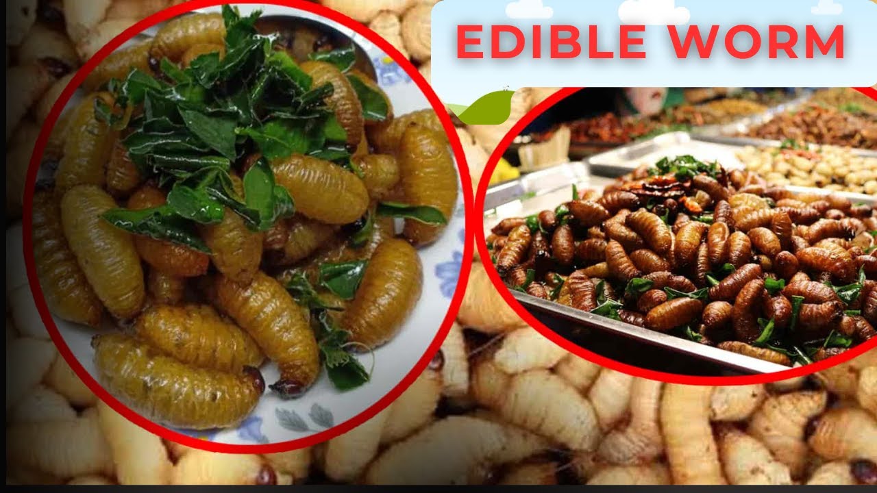 Edible Worms 🐛 | Exploring Alternative Protein & Traditional Cuisine