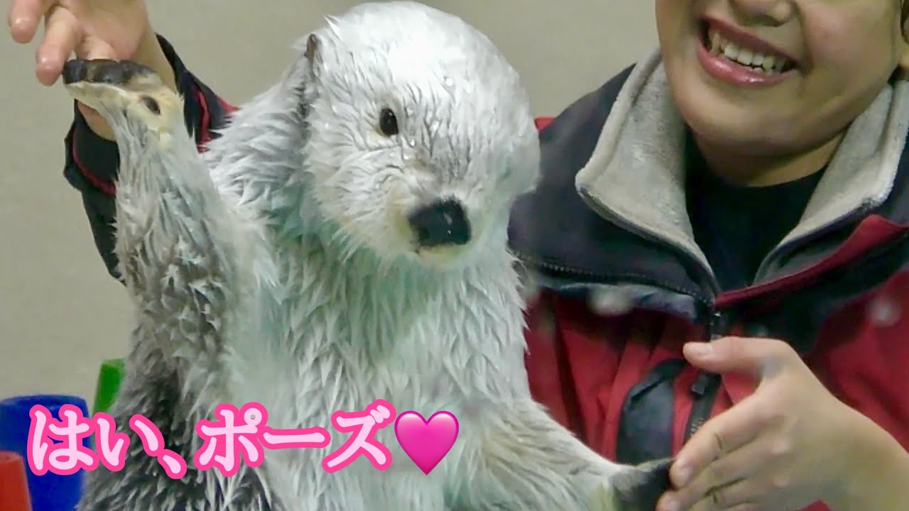 ラッコ メイちゃんとキラちゃん 両手を広げてはい、ポーズ【鳥羽水族館