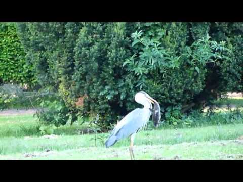 Reiher fängt Entenküken - Heron catches duckling