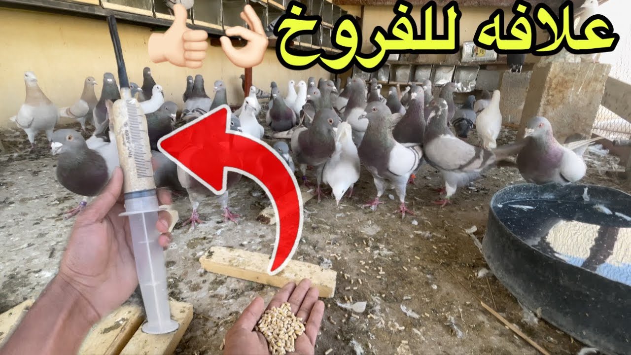 كيف توكل الفروخ اذا ماتن امه وابوه👍🏻