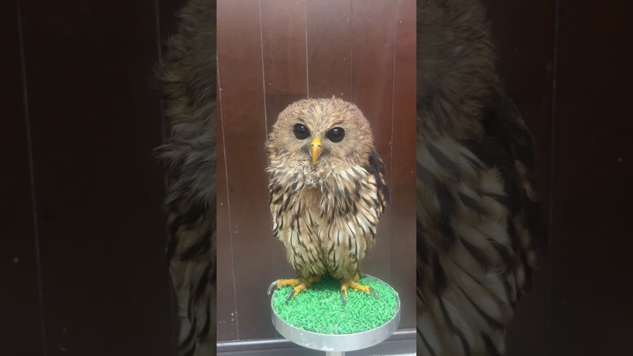 ライブ配信:タテジマウオクイフクロウちゃん
