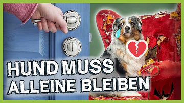 Wie lange kann ein Hund allein bleiben Martin Rütter?