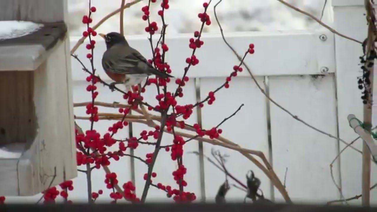 Robins eat 'Winter Red' berries YouTube