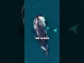 Why Orcas Can't Drink Water