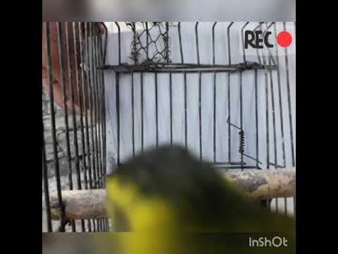 افضل صوت طرجان منزلي