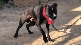 BLAKK Scar  #apbt #pitbullsofficial #viral #shortsviral #realapbt