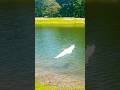 White Egret takes flight! 🦢 #egret #naturelovers #nature #wildlife