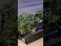 Stomped Berries pheno hunt update and rooted clones!!! TERPY HIGHS