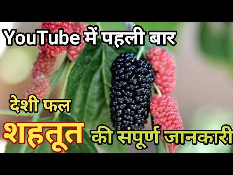 वीडियो: अल्बे कौन सा क्षेत्र है?