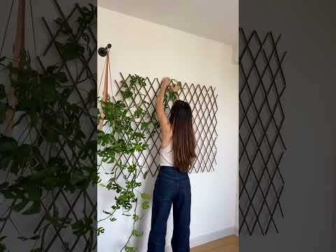 Videó: Házinövény falelválasztó ötletek – Hogyan oszthatunk fel egy szobát növényekkel