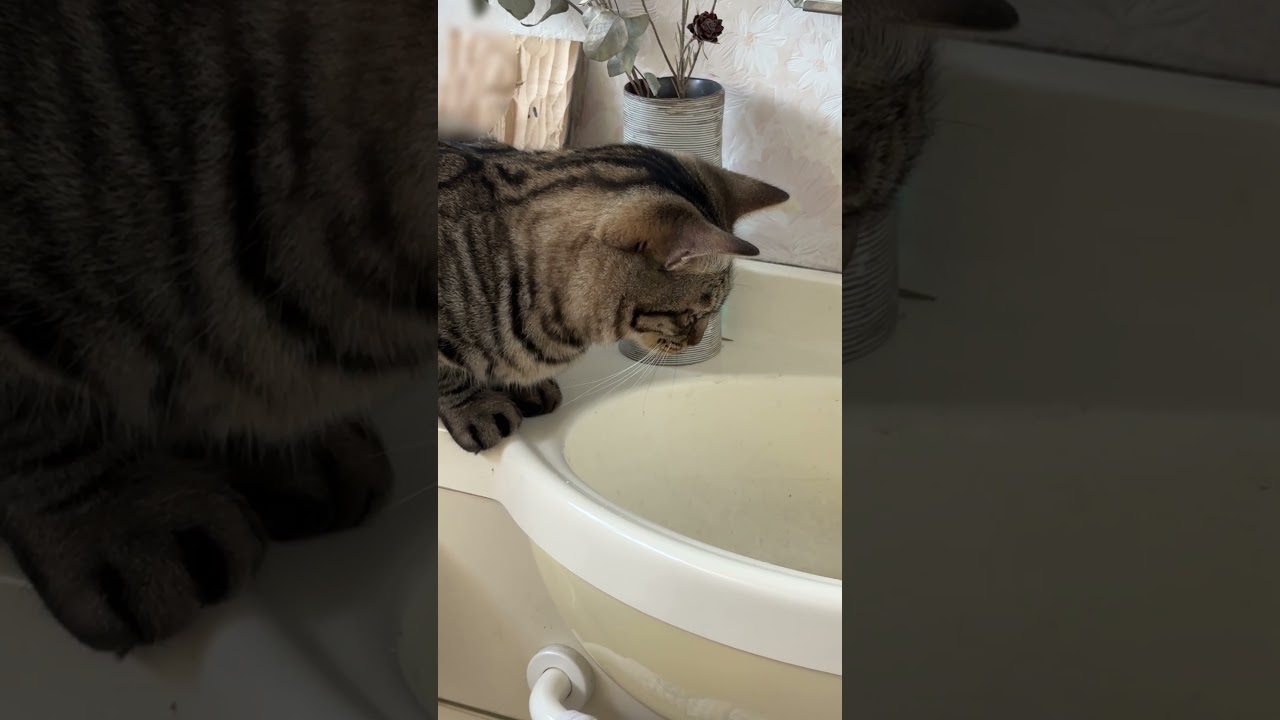 いつまでみとんねん。水を。とにかく水が好きな猫トラジ。