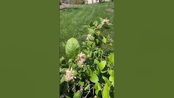 Meyer Lemon Full Bloom