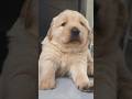 Golden retriever baby dog vedio #goldenretriever #dogshorts #doglove #cute #baby #song #pets#shorts