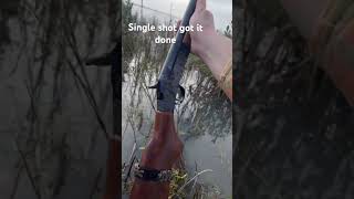 Redhead Duck Hunting