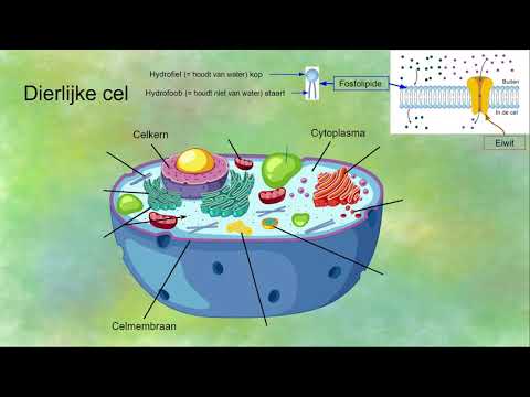 Video: Wat is dierlijke structuur?