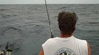 landing large chinook salmon in grand haven michigan on lake michigan