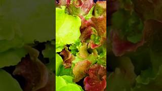 Aphids #youtubeshorts #tnog #garden #coppertape #snails #comment