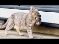 A Cat I D Never Seen Before Showed Up At My Door With A Kitten And That Started An Unexpected Bond A Cat I D Never Seen Before Showed Up At My Door With A Kitten And That Started An Unexpected Bond