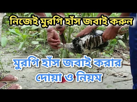 ভিডিও: কিভাবে একটি মুরগী মানুষ জয় করতে পারেন