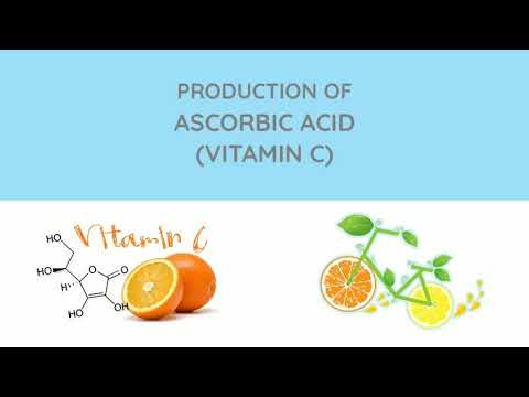 Produksi Asam Askorbat (Vitamin C)