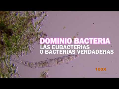 Video: ¿Cómo se relacionan las bacterias y las arqueas?