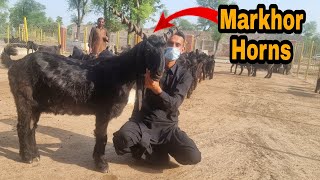 DDP Goat in 450kg at Govt Farm| Complete Documentary