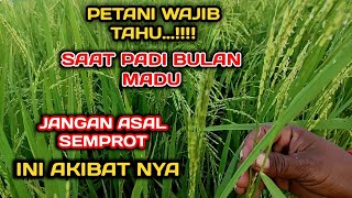 bahaya nya insektisida & fungisida saat padi sedang berbunga