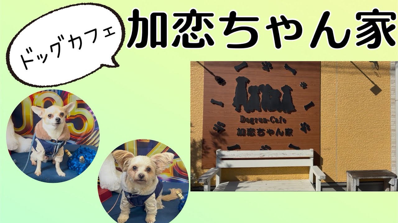 【お出掛け】ドッグカフェ加恋ちゃん家！
