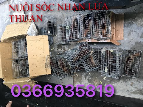 Video Nuôi thuần sóc nhạn lửa , nuôi sóc sinh sản | Sóc Cảnh... - youtube