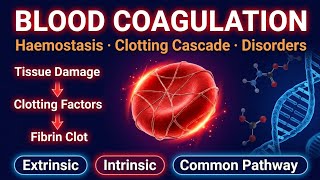 Blood Coagulation Cascade And Its Disorders 