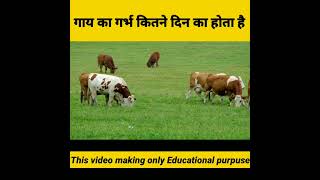How many days  pregnant cow🐄 Amazing facts