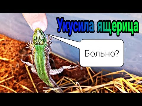 ЧТО БУДЕТ, ЕСЛИ УКУСИТ ЯЩЕРИЦА? УКУС ПРЫТКОЙ ЯЩЕРИЦЫ! EXO TOP