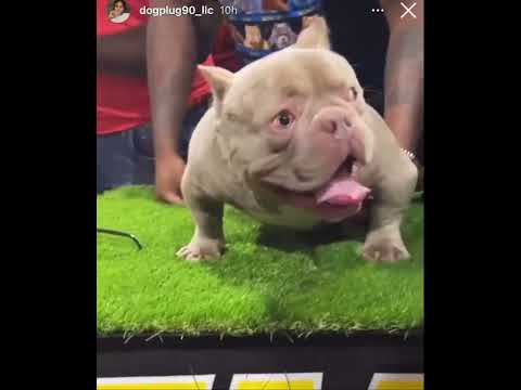Video: Exposiciones caninas en California