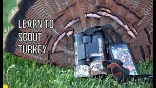 Learning to Scout Turkeys | Finding Birds on Public Land