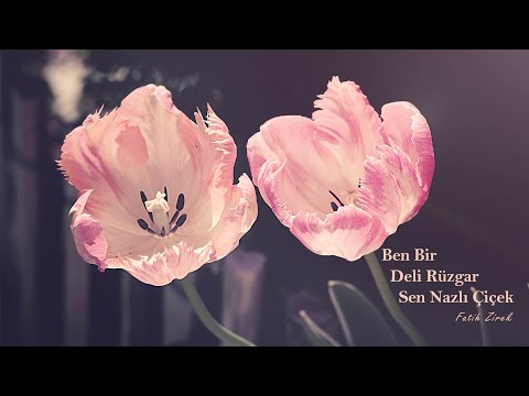 Ben bir deli rüzgar sen nazlı çiçek | Fatih Zirek Official