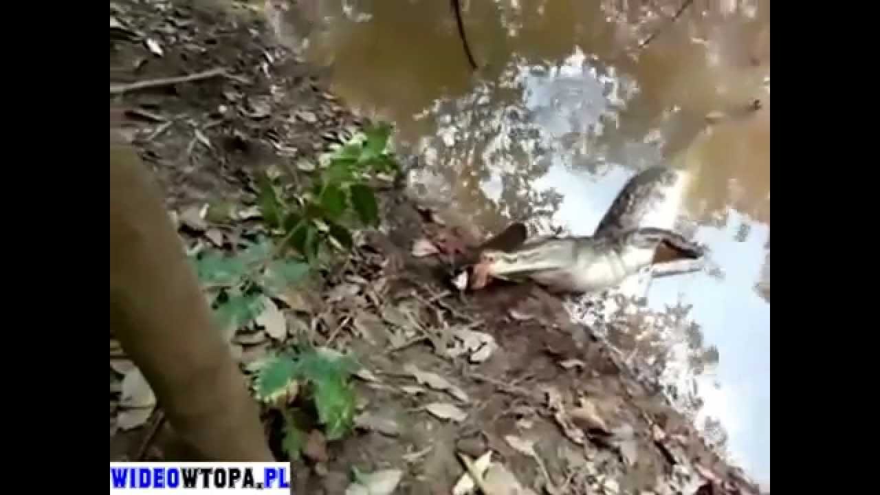 Alligator & Electric Eel Alligator Bites An Electric Eel(Watch Now) YouTube