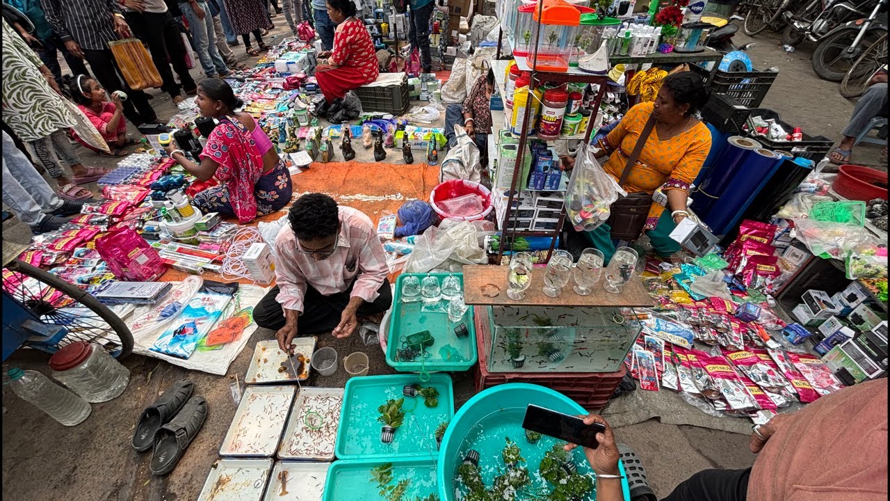 Galiff Street Pet Market Live Video 2026 Kolkata Latest Update | Aquarium Fish Price Update