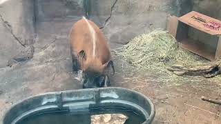 Male Breeding Warthog In Action Natures Wild Moments