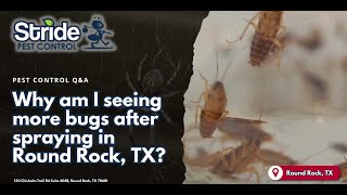 Why am I seeing more bugs after spraying in Round Rock, TX? - (512) 254-8185